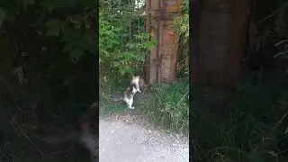 Разборки котов🐱