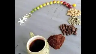 PRODUÇÃO DO CAFÉ NO IFRO CAMPUS CACOAL