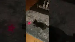 Sable the kitten trying to pounce on the laser.