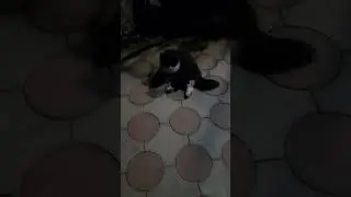Боня сегодня лентяйничает