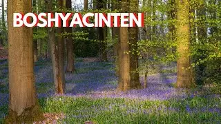 BOSFOTOGRAFIE: BOSHYACINTEN fotograferen in het Brakelbos.