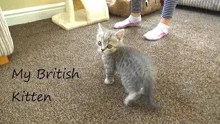 БРИТАНСКИЙ КОТЕНОК 🐱 British Shorthair Kitten Marsel Playing / 9 Weeks Old