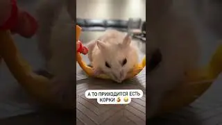 Володечка, когда колбаска дешевле будет стоить? 