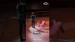 This Circus Chose the WRONG ANIMAL