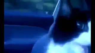 Кот в шоке просто! прикол!