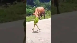 Crazy toad dancing in front of a cow