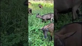 Хитрый Мухтар и козы #деревня #nature #village #shortvideo #shorts #short
