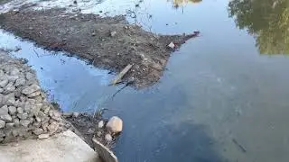 Черняховск. По Замковому пруду (08.09.2024)