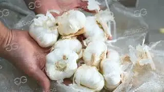 Automatic Garlic Peeling Machine Line #garlic #peeling