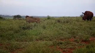 One of the few animals that will make a male lion move