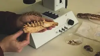 Flinders University - Palaeontology Clean Labs