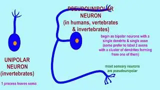 pseudounipolar neurons