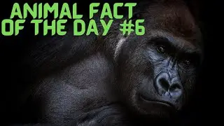 Animal Fact 6 Gorillas