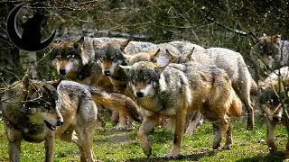 Волков убито:0/3🐺💥🔫[Контракт: Железная дорога.часть 1]