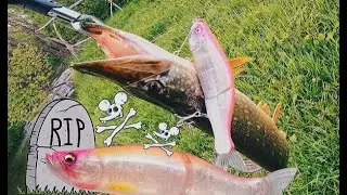 Щука УКРАЛА воблер за 100$! Megabass i-slide 262T  RIP