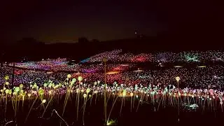 50,000 lights!