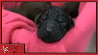 EMERGENCY C-SECTION! | Episode 6 | Day in the Life | All-Star Veterinary Clinic