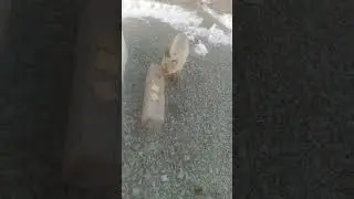 Лиса ест вафли