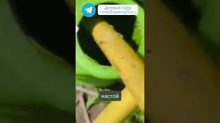 Моментальный рост огурцов тут! #огурцы #грядки #дача #огород #сад