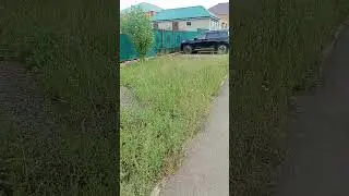 Zapallar. Urganch. Дахшат запал