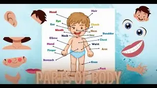 PARTS OF THE BODY|WITH SPELLINGS|PRE-SCHOOL|2-7 YEARS|SLOW PACED|VOCABULARY