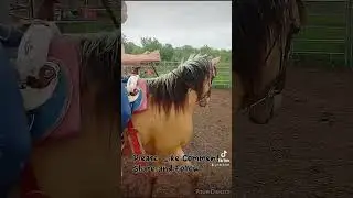 tips to start a young horse