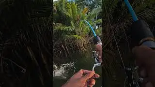 Usaha Mocel Menghianati Hasil😆 #mancing #fishingvideo