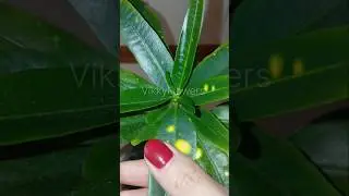 Почему Кротон сбрасывает листья? 