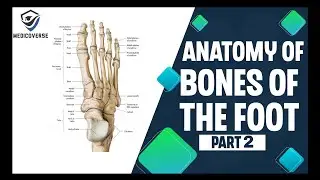 Foot bones anatomy | Simplified Human Anatomy ! (Part 2)