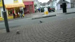 Voice Over Pigeons
