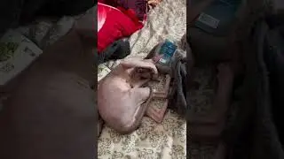 Кот обожает шерстяные носки 😂😺
