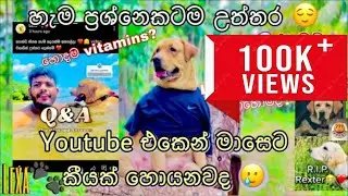 Lexa ගෙන් හැම ප්‍රශ්නෙකටම උත්තර!😁❤️Q&A | Lexa bea🐾💗