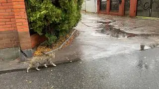 wet pussy in the rain (iPhone 12 mini 4K 60fps)