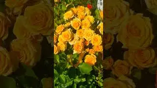 О таких только мечтать можно Розы спрей Yellow Baby -  очаровашки #shorts