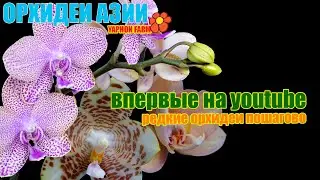 Нигде больше: - новые гибриды и классика!