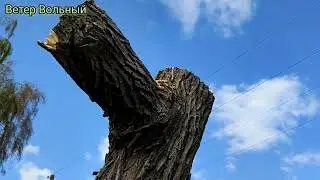 (В9) Как спилить большое дерево одному человеку? Демонтаж дерева своими руками. #Ветер_Вольный