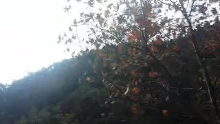KEMALPAŞA