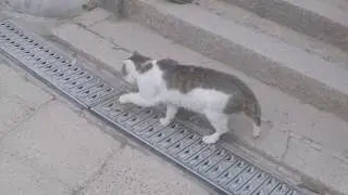 Cats Walking and Running (Slow Motion Animation Reference)