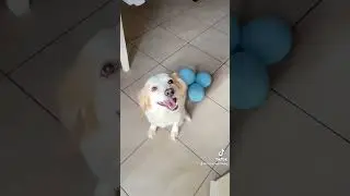 Il puppy più bello del mondo 💙🤣