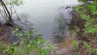 В Голубое Озеро в Золотово Сливают Отходы?