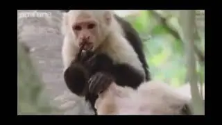 Animais falantes engraçados novo vídeo na descrição top