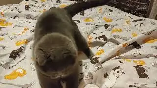 Бася