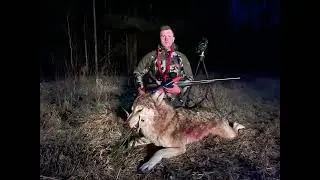 Охота на волка. Hunting the wolf! Пришли на вабу. Сразу была осечка но успел!!