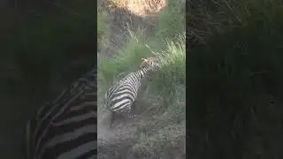 Wild animals 