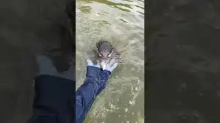 Otter Titi Wants To Eat Fisherman's Fish In The Mangrove Forest