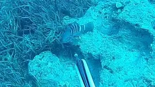 Spearfishing  White & Mottled & Dusky Grouper  Zıpkıla Balık Avı Beyaz & Kara Lahos