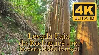 PR16   Levada Faja do Rodrigues, Madeira Island