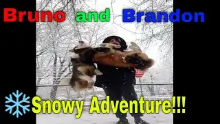 Unforgettable Adventure In The Snow With My Huskies - Meet Bruno And Brandon!