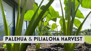 Pilialoha & Palehua Harvest