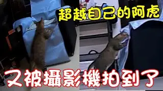 貓咪小短篇-攝影機拍到了詭異畫面？果然能超越阿虎的～只有阿虎